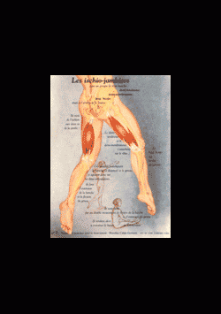 Poster plastifié N° 7 : Les muscles ischio jambiers