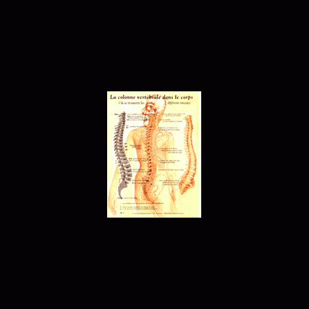 Poster plastifié N° 1 : La colonne vertébrale dans le corps