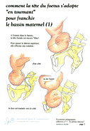 07-tete-adaptation