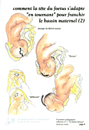 08-tete-adaptation-2