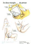 10-triangle-perinee