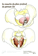 14-muscles-perinee