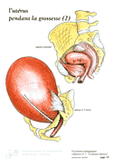 19-tailles-uterus