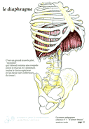 21-diaphragme