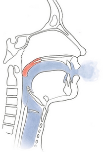 pharynxbouche