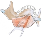 plancherbouche