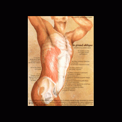 Poster plastifié N° 15 : Le muscle grand oblique (obliquus externus)