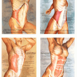 Lot de 4 Cartes d'anatomie 