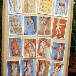 16 Cartes d'anatomie