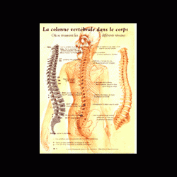 Poster plastifié N° 1 : La colonne vertébrale dans le corps