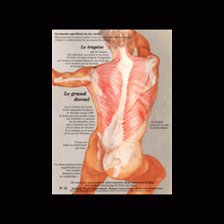 Poster plastifié N° 12 : Les muscles grand dorsal et trapèze