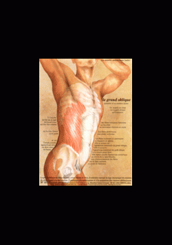 Poster plastifié N° 15 : Le muscle grand oblique (obliquus externus)