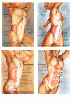Lot de 4 posters plastifiés d'anatomie au choix + livrets