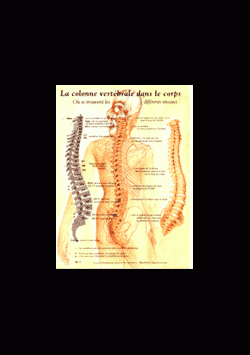 Poster plastifié N° 1 : La colonne vertébrale dans le corps