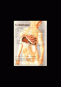 Poster plastifié N° 4 : Le diaphragme