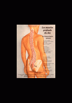 Poster plastifié N° 9 : Le muscle transversaire épineux