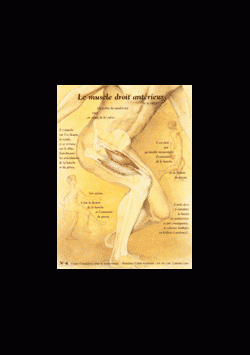 Poster plastifié N° 6 : Le muscle droit antérieur de la cuisse