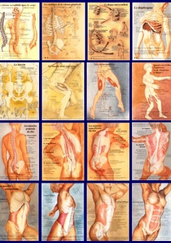 Lot de 16 posters plastifiés d'anatomie au choix + livrets