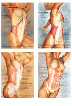 Lot de 4 Cartes d'anatomie 