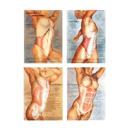 Lot de 4 posters plastifiés, Abdominaux + 4 livrets