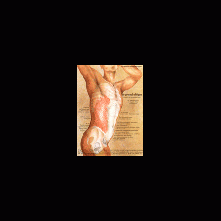 Poster plastifié N° 15 : Le muscle grand oblique (obliquus externus)