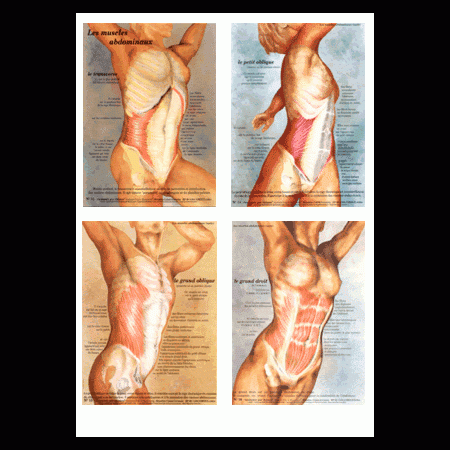 Lot de 4 posters plastifiés d'anatomie au choix + livrets