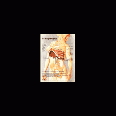 Poster plastifié N° 4 : Le diaphragme