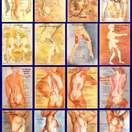 Lot de 16 posters plastifiés d'anatomie au choix + livrets