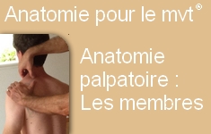 Anatomie palpatoire   les membres