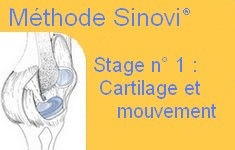 Cartilages1