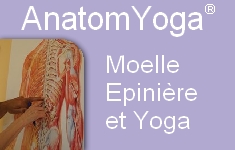 Moelle Yoga