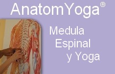 medula espinal Yoga