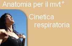 Cinetica respiratoria it